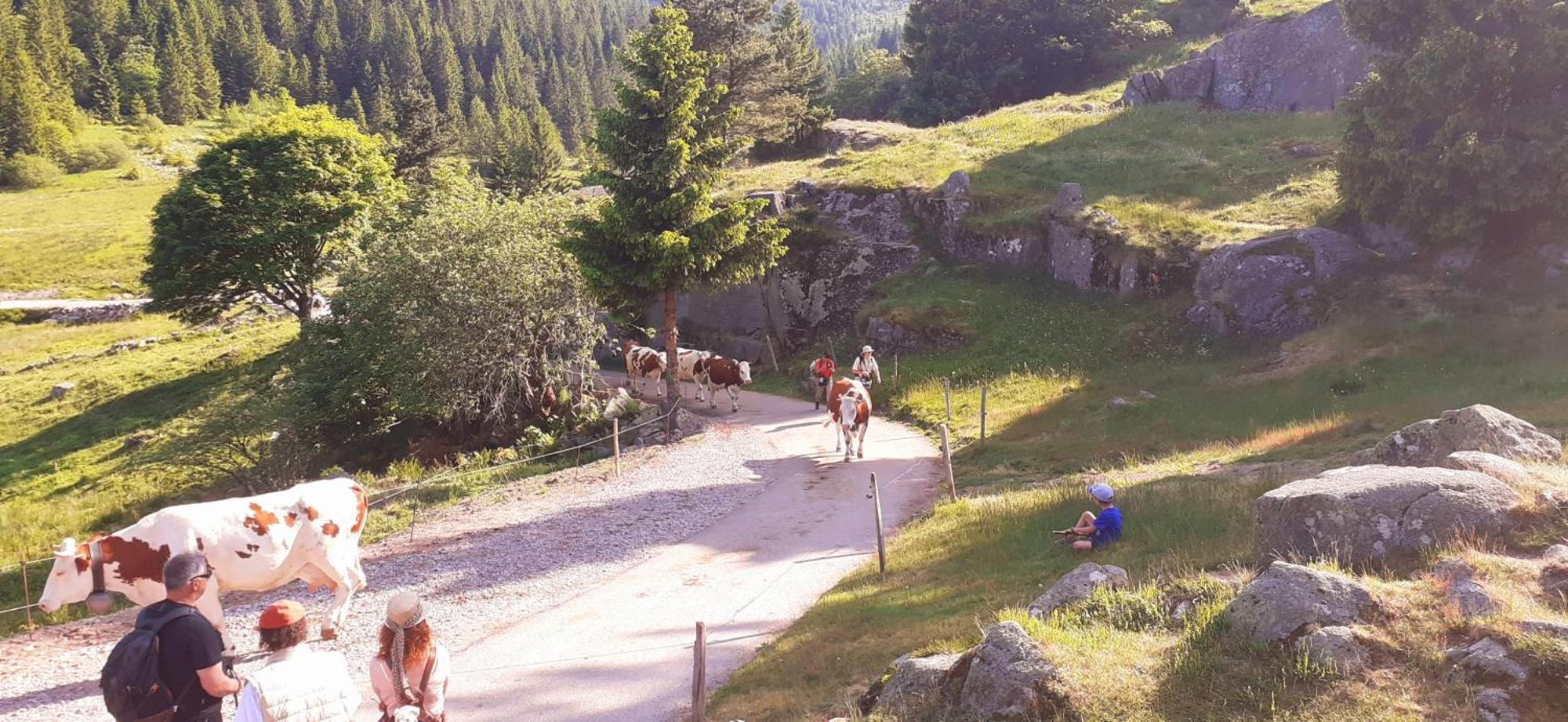 Munster Camping De La Fecht Экстерьер фото